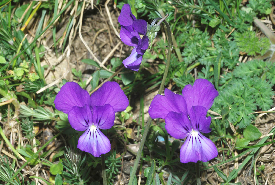 Viola aethnensis / Viola dell''Etna